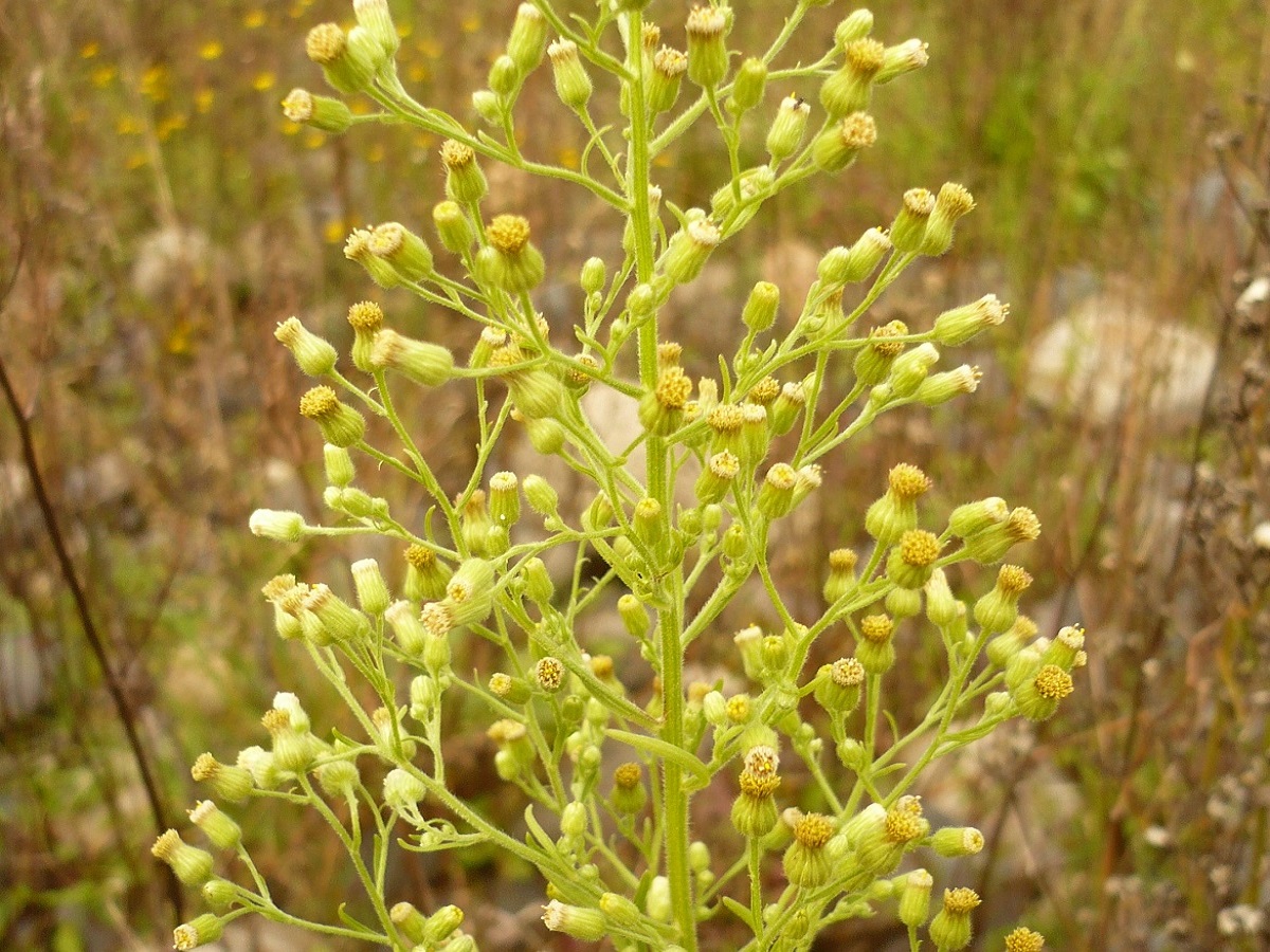 Erigeron sumatrensis (Asteraceae)